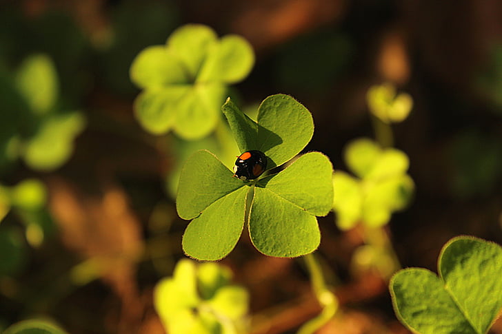 four-leaf clover, ladybug, green, nature, leaf, plant, green Color