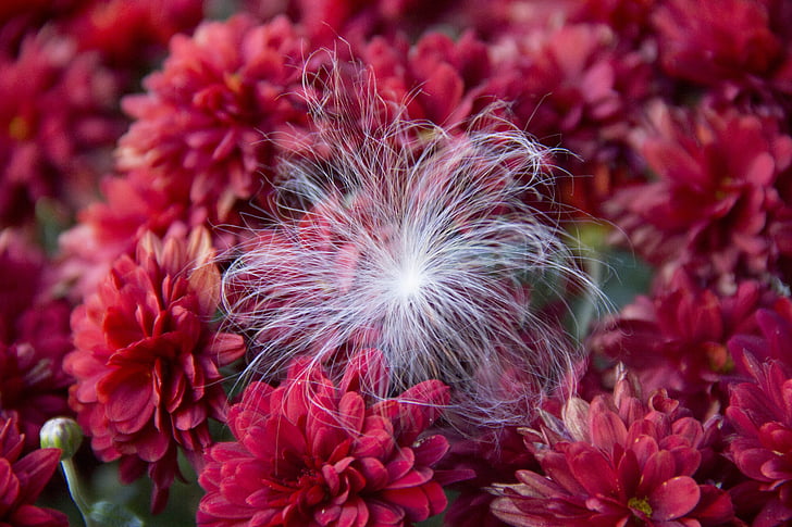 mums, red, fuzzy, seed, fall, flowers, mum