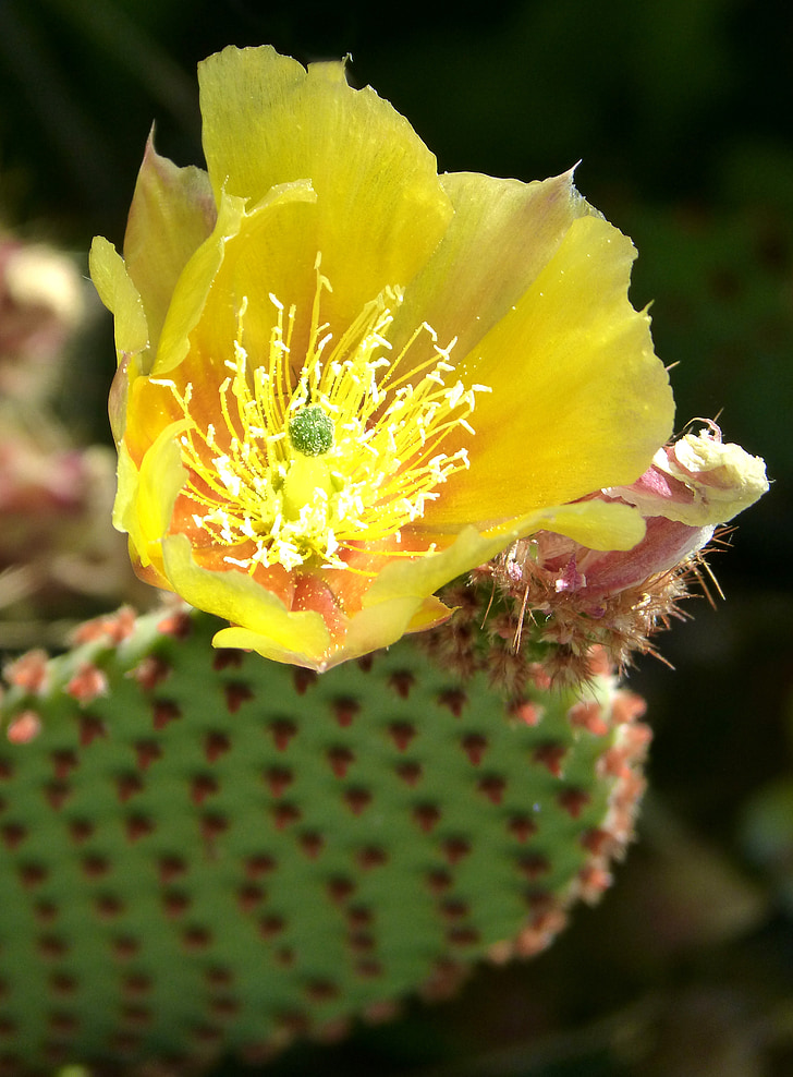 Cactus, Bloeiende cactus, detail, schoonheid, Cactusbloem