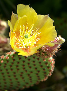 kaktus, blomstrende kaktus, detaljer, skønhed, kaktus blomst