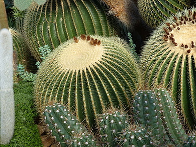 cactus, sec, natura, verd, planta, Espinosa, flor de cactus