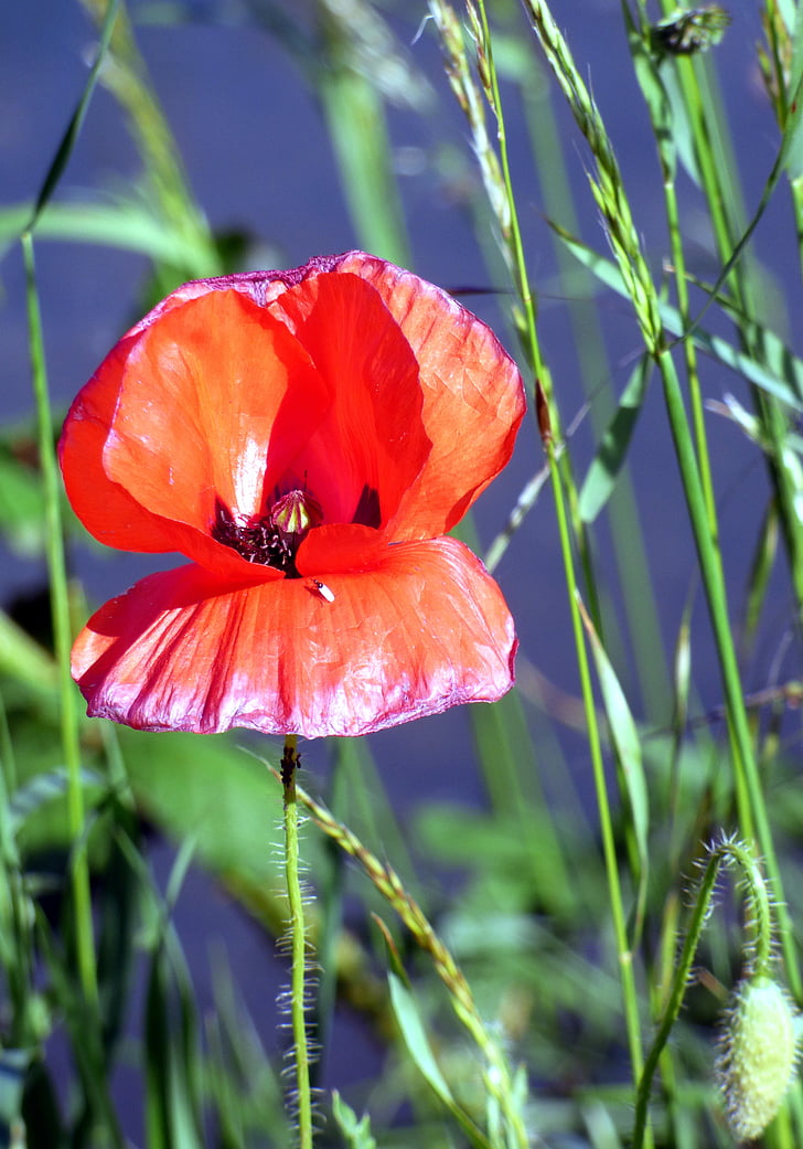 flower, red, poppy, nature, petals, rod, leaves