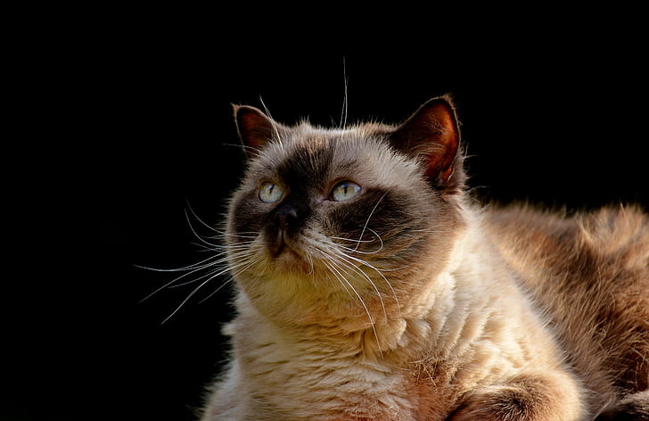 Britanska kratkodlaka mačka, čistokrvni, krzno, Životinjski svijet, životinja portret, mačka, mieze