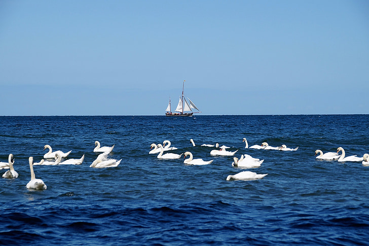 sea, sailing boat, swans, ship, the baltic sea, a flock of swans, blue