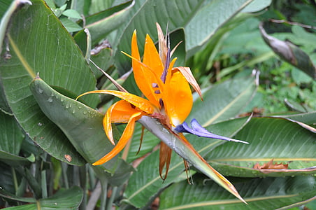 uccello del paradiso fiore, Blossom, Bloom, fiore, arancio, Colore, foglie