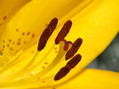 Lilie, gelb, Blüte, Bloom, Blume-Stempel, Iris, in der Nähe