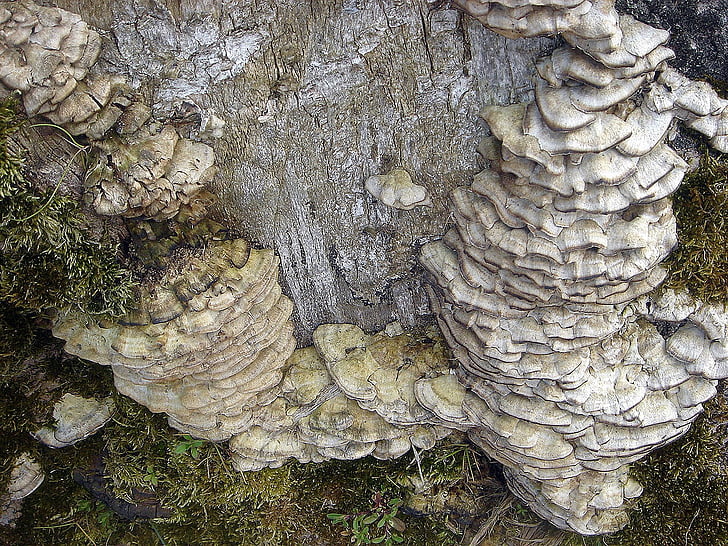 stump, old, defeated, tree, fungus, cluster, polypore
