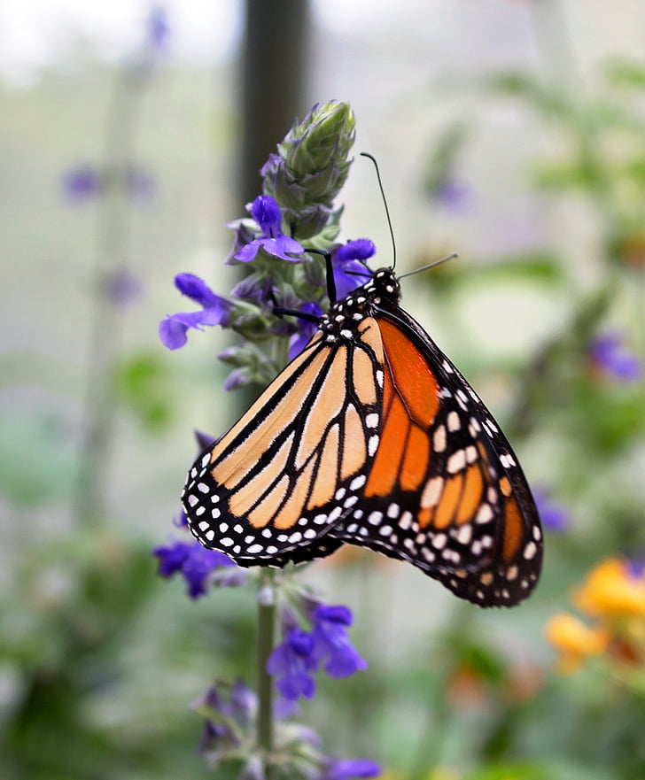 Monarch, květ, hmyz, motýl, Příroda, zahrada, léto