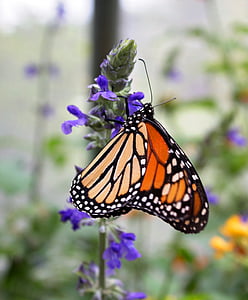 monarchas, gėlė, vabzdžių, drugelis, Gamta, sodas, vasaros