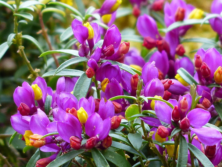 Polygala chamaebuxus, flor, floración, púrpura, violeta, flor, amarillo