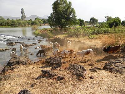 Nilo, vacas, ganado, agricultura, África, Río, Etiopía
