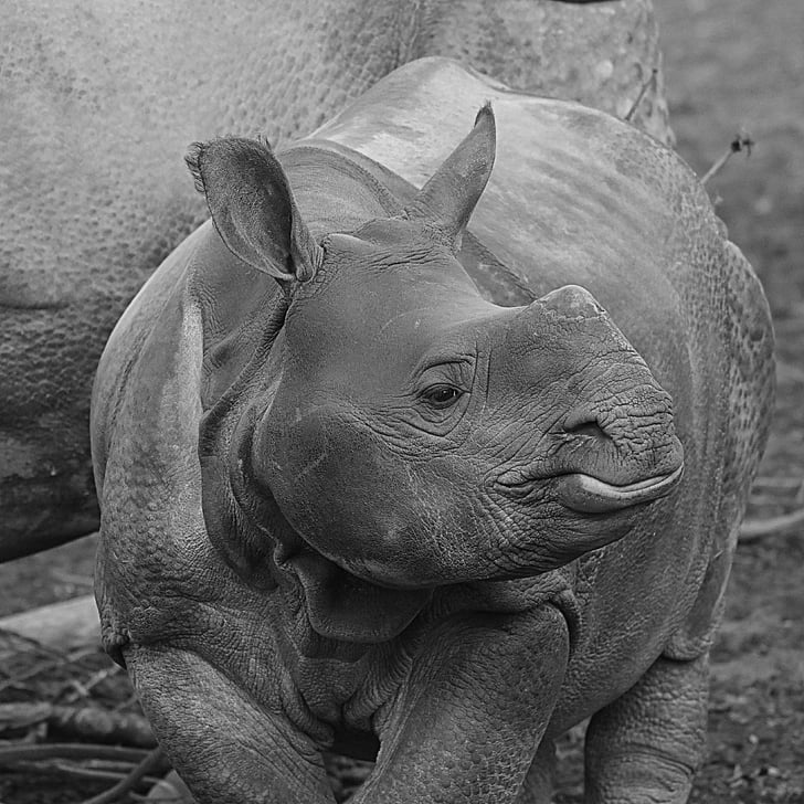 Rhino, animal, rinoceronte bebé, becerro, mamíferos, un animal, fauna silvestre