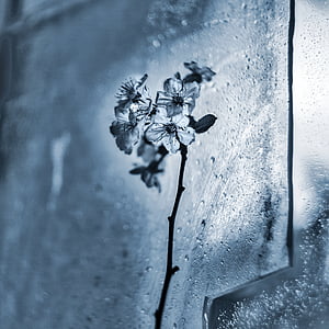 氷, 花, 涙にぬれた