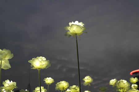 levantou-se, artificial, flores, o céu de noite, rosas brancas, visão noturna, Praça do projeto Dongdaemun