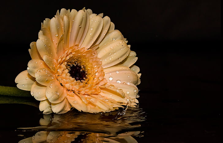Gerbera, Hoa, Blossom, nở hoa, vật liệu composite, cánh hoa, màu da cam