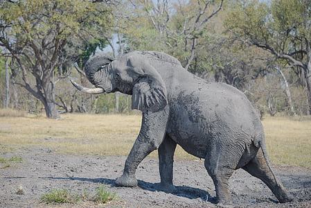 大象, 图斯克, 动物, 野生动物, 象牙, 哺乳动物, 非洲