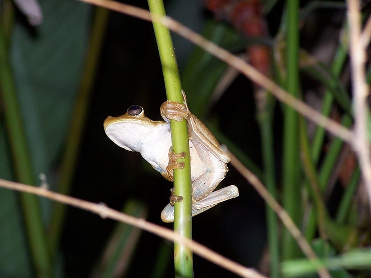 rana, selva, Costa Rica