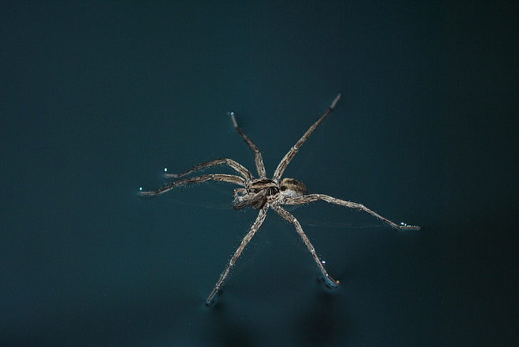 edderkop, Spider på vandet, insekt