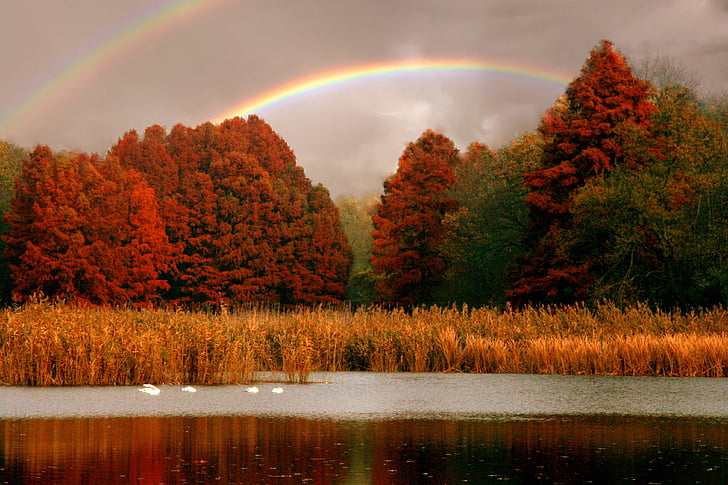 lake, rainbow, trees, red, swans, landscape, autumn