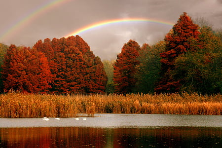 Lago, arcobaleno, alberi, rosso, cigni, paesaggio, autunno