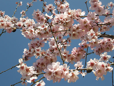 almond blossom, flowers, pink