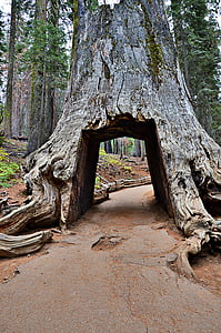 Kalifornijos, Josemičio nacionalinis parkas, Sekvojos, medis, senovės, Scenics, Gamta