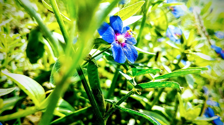 mėlynos gėlės, žalia, Gamta, augalų, gėlė, violetinė, vasaros