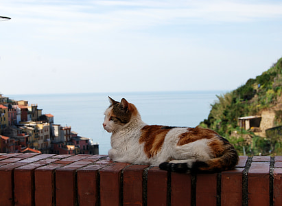 kedi, Deniz, gökyüzü, Beyaz, kahverengi