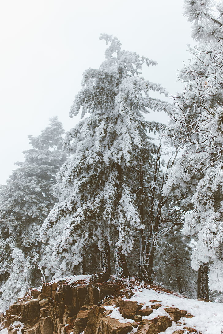 Zdjęcie, sosna, drzewo, pokryte, śnieg, zimowe, niskich temperaturach