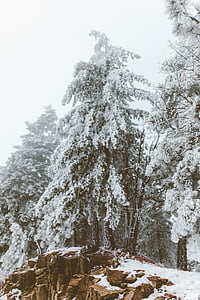 Фото, соснові, дерево, покриті, сніг, взимку, холодні температури