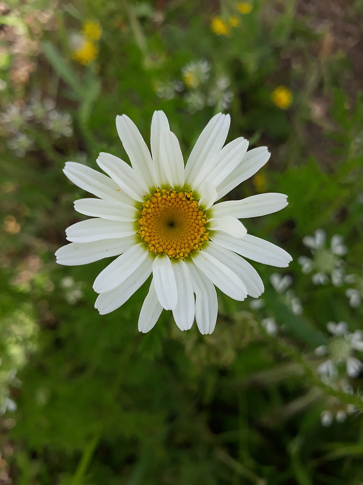 Daisy, virág, tavaszi, természet
