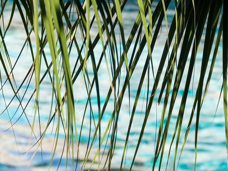 green, leaves, ocean, sea, water, tropical, no people