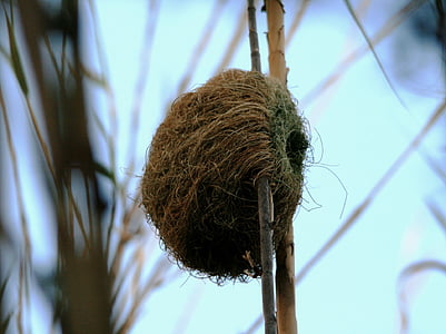 nest, shelter, home, woven, reeds, weaver bird, animal Nest