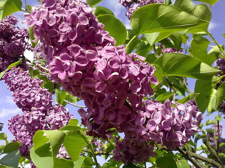 outdoors, light purple, lilac, nature, leaf, summer, plant