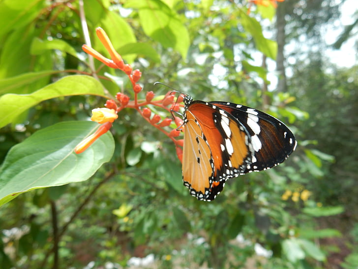 vlinder, Close-up, Oranje vlinder, bug, stuifmeel, macro, insect