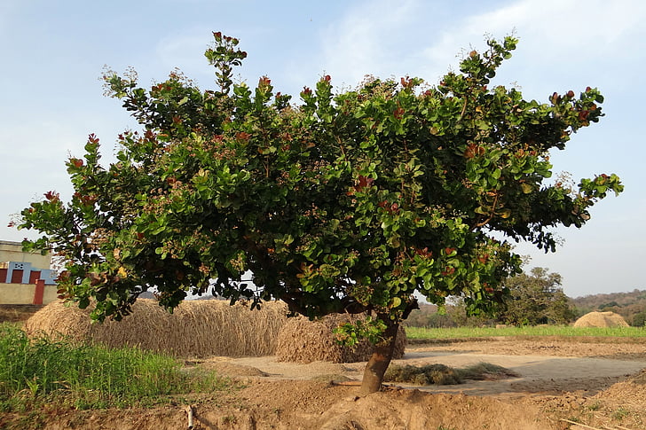 trees, cashew, nuts, fruiting, woods, woody, plants