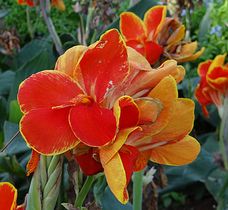 Канна, Кели, Канна лилии, цветок, оранжевый, Cannaceae, Индия