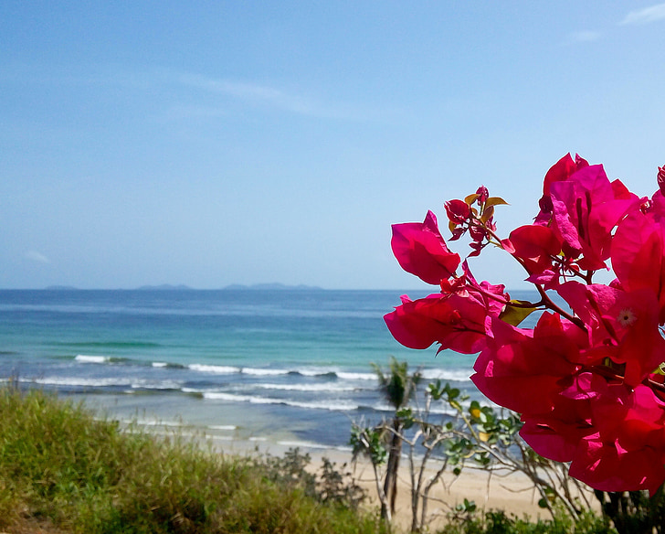 Bougainvillea, bầu trời xanh, cảnh quan, Bãi biển, tôi à?, màu hồng, Hoa