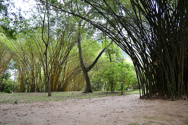 lumière du soleil, bambou, arbres du bambou, arbres, nature, jardin, Botanic