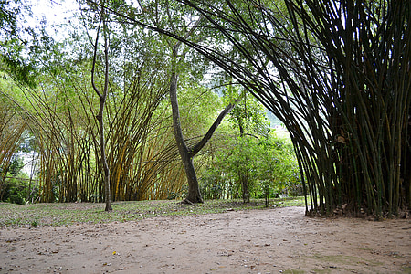sunčana svjetlost, bambus, bambusa stabala, stabla, priroda, vrt, Botanički