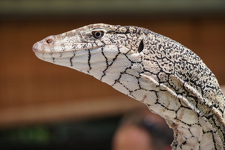 Perentie, Kadal, Guana, reptil, Varanus, satwa liar, Australia