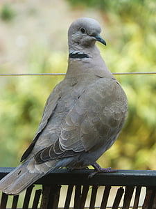 turtledove, balcony, ave, bird, detail
