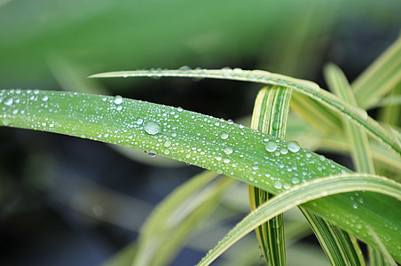 dew, leaf, bamboo, green, nature, spring, drop