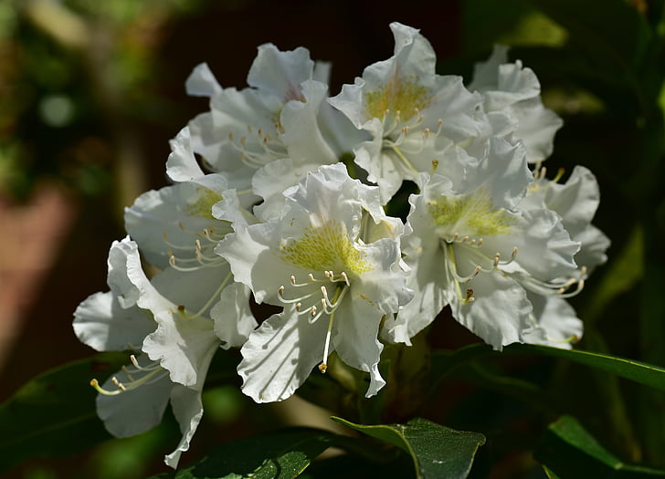 kwiaty, rododendrony, Bush, frühlingsanfang, biały, Zamknij, rododendronów kwiaty