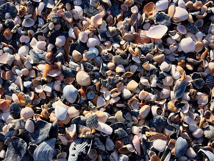 praia, conchas, areia, mar, oceano, conchas do mar, seixo