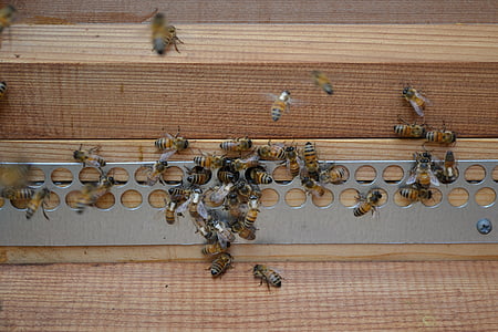 abelles, abelles de mel, abelles Mohawk, abelles buckfast, d'or, insecte, rusc