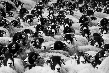 animals, black-and-white, ram, sheep