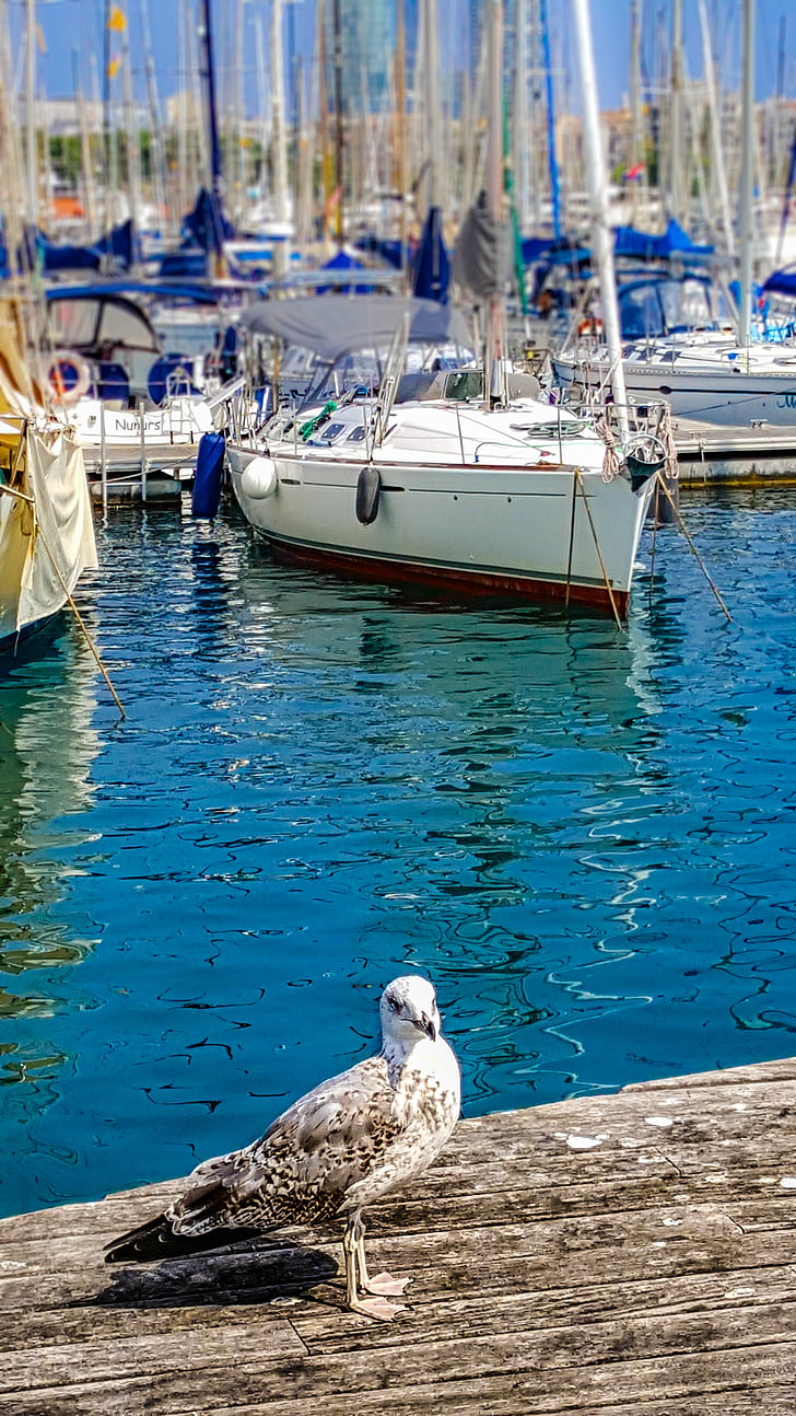 Gavina, ocell marí, Port, embarcacions, Pals, Mediterrània, blau