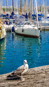 Seagull, burung laut, Pelabuhan, perahu, tiang-tiang, Mediterania, biru