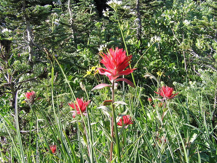 flores, rojo, Alpine, prados de la, naturaleza, flores, Color
